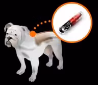 Chip RFID per il tracciamento degli animali, microchip per animali iniettabili, microchip per animali domestici